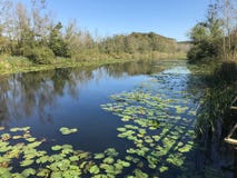 OCTOBER 2018, Turkey`s second biggest freshwater swamp forest: Acarlar in Sakarya, Turkey stock photos OCTOBER 2018, Turkey`s second biggest freshwater swamp forest: Acarlar in Sakarya, Turkey stock photos