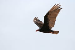 Turkey Vulture Royalty Free Stock Image
