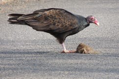 Turkey Vulture stopping to feed on a small road kill along the high way royalty free stock images Turkey Vulture stopping to feed on a small road kill along the high way royalty free stock images