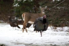 Turkey With Deer Stock Image