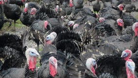 Turkeys on free range farm. Flock of turkeys searching for food on green field. Domestic male turkey, close up. Turkey Tom with co