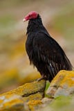 Turkiet gam, Cathartesaura, fult svart fågelsammanträde på den gula mossastenen, Falkland Islands royaltyfria bilder Turkiet gam, Cathartesaura, fult svart fågelsammanträde på den gula mossastenen, Falkland Islands royaltyfria bilder