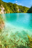 Turkos sjö med fiskar, Plitvice sjönationalparken arkivbild Turkos sjö med fiskar, Plitvice sjönationalparken arkivbild