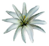 Turquoise flower lily on a white isolated background with clipping path no shadows. Closeup. stock photos Turquoise flower lily on a white isolated background with clipping path no shadows. Closeup. stock photos