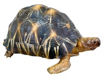 Turtle Stock Photo