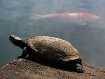 Turtle And Red Fish Stock Photography