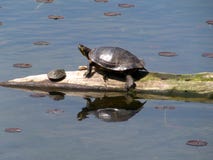 Turtle Basking With Baby Stock Image Turtle Basking With Baby Stock Image