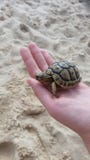 Turtle on the beach royalty free stock image Turtle on the beach royalty free stock image