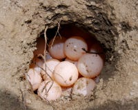 Turtle eggs in hollowed out nest