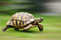 A turtle that fast runs in blur background .generative AI