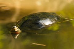 Turtle floating in river looking at camera stock photography Turtle floating in river looking at camera stock photography
