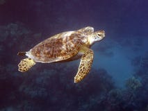 Turtle In Deep Blue Royalty Free Stock Images