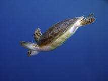 Turtle In Diving Royalty Free Stock Photos Turtle In Diving Royalty Free Stock Photos