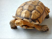 Turtle making a getaway