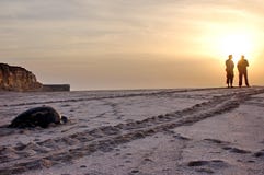 Turtle on Oman beach