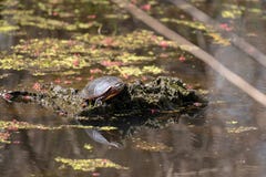 A turtle in a pond on a log with his reflection in the water royalty free stock photo A turtle in a pond on a log with his reflection in the water royalty free stock photo