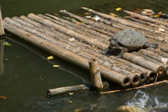 Turtle stand on bamboo raft in the pond with sunny day,natural stock photos Turtle stand on bamboo raft in the pond with sunny day,natural stock photos