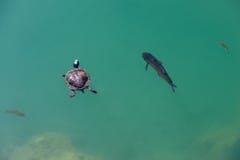 Turtle and trouts swimming together stock images Turtle and trouts swimming together stock images