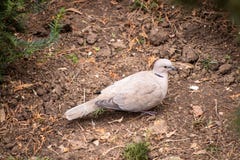 Turtledove na ziemi fotografia royalty free Turtledove na ziemi fotografia royalty free