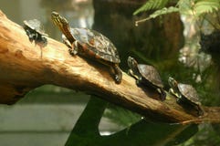 Turtles Stock Photography Turtles Stock Photography