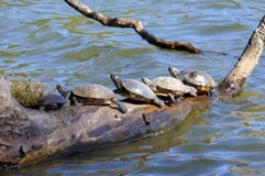 Turtles Crowded On A Log Royalty Free Stock Images