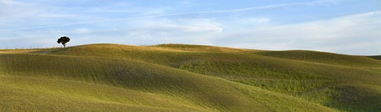 TUSCANY Countryside, Distant Tree On The Hill Stock Image