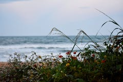 Tusensk?nor som v?xer l?sa p? sanddyerna l?ngs kusten av Florida str?nder i den Ponce ?ppningen och den Ormond stranden, Florida arkivbilder Tusensk?nor som v?xer l?sa p? sanddyerna l?ngs kusten av Florida str?nder i den Ponce ?ppningen och den Ormond stranden, Florida arkivbilder
