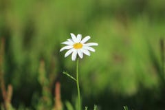Tusenskönablomma i Pontevedra fotografering för bildbyråer Tusenskönablomma i Pontevedra fotografering för bildbyråer