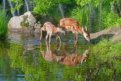 Två Baby Vit-tailed hjortvattenreflexioner royaltyfri bild Två Baby Vit-tailed hjortvattenreflexioner royaltyfri bild