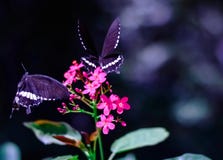 TVÅ BUTTRLFLIES PÅ RÖDA BLOMMOR arkivfoton TVÅ BUTTRLFLIES PÅ RÖDA BLOMMOR arkivfoton