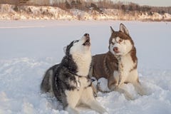Två gulliga siberian skrovliga hundkapplöpningtjut på snö royaltyfri bild Två gulliga siberian skrovliga hundkapplöpningtjut på snö royaltyfri bild
