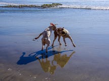 Två hundkapplöpning som spelar på stranden med deras skuggor och reflexioner som ses på våt sand arkivbild Två hundkapplöpning som spelar på stranden med deras skuggor och reflexioner som ses på våt sand arkivbild