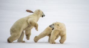 Två isbjörnar som spelar med de i tundran Kanada Fotografering för Bildbyråer Två isbjörnar som spelar med de i tundran Kanada Fotografering för Bildbyråer