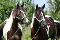 Två målarfärghästar med halters royaltyfri bild Två målarfärghästar med halters royaltyfri bild