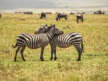 Två sebror som spelar med de i africa arkivbilder Två sebror som spelar med de i africa arkivbilder