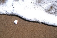 Två skal på sand och skummande våg är precis kommande till dem arkivbild Två skal på sand och skummande våg är precis kommande till dem arkivbild