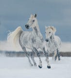 Två vita hästar som fritt kör i snön Royaltyfri Bild Två vita hästar som fritt kör i snön Royaltyfri Bild