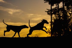 Två Weimaraner hundkapplöpning i natur - tillbaka tända konturer arkivbild Två Weimaraner hundkapplöpning i natur - tillbaka tända konturer arkivbild