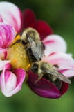Twee bijen verzamelen nectar van kleurrijke bloem stock afbeelding Twee bijen verzamelen nectar van kleurrijke bloem stock afbeelding