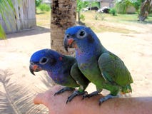 Twee blauw-Geleide menstruus van Papegaaipionus in Amazonië stock foto Twee blauw-Geleide menstruus van Papegaaipionus in Amazonië stock foto