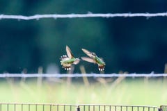 Twee het onrijpe mannetje kolibries robijnrood-Throated vechten voor grondgebied stock foto's Twee het onrijpe mannetje kolibries robijnrood-Throated vechten voor grondgebied stock foto's