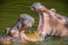 Twee hipposspel het vechten in het water stock afbeelding Twee hipposspel het vechten in het water stock afbeelding