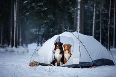 Twee honden in een tent Wandeling in de winterbos royalty-vrije stock afbeelding Twee honden in een tent Wandeling in de winterbos royalty-vrije stock afbeelding