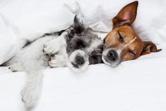 Twee honden in liefde stock foto Twee honden in liefde stock foto