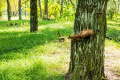 Twee kleine wilde eekhoorns in het bos bekijken de lege ruimte voor tekst stock afbeeldingen Twee kleine wilde eekhoorns in het bos bekijken de lege ruimte voor tekst stock afbeeldingen
