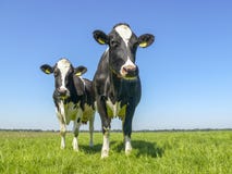 Twee koeien, frisian Holstein, in een weiland onder een blauwe hemel royalty-vrije stock afbeelding Twee koeien, frisian Holstein, in een weiland onder een blauwe hemel royalty-vrije stock afbeelding