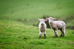 Twee lammeren op de weide. stock fotografie Twee lammeren op de weide. stock fotografie