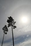 Twee lange pijnboombomen net onder de zon Stock Fotografie Twee lange pijnboombomen net onder de zon Stock Fotografie