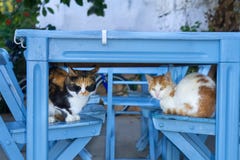 Twee leuke katten die op houten stoelen slapen royalty-vrije stock fotografie Twee leuke katten die op houten stoelen slapen royalty-vrije stock fotografie