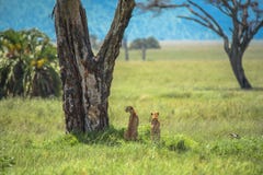 Twee mannelijke Jachtluipaarden die in de afstand, Serengeti, Tanzania staren royalty-vrije stock afbeeldingen Twee mannelijke Jachtluipaarden die in de afstand, Serengeti, Tanzania staren royalty-vrije stock afbeeldingen